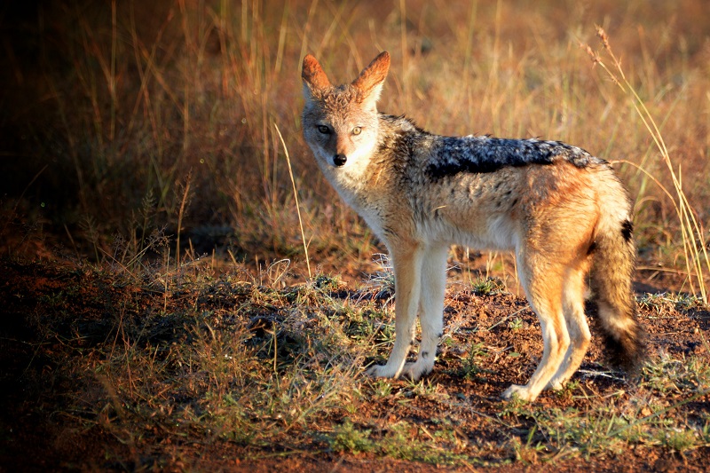 Pilanesberg National Park